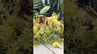 Trachycarpus Flower Removal (9 Palms)