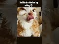 #funny #funnycats #memes #cute #pets
