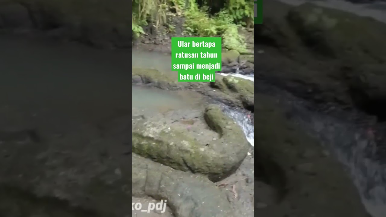 Ular bertapa ratusan tahun