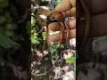 LANJUT! Berburu Millipede kaki seribu - short video #snailhunter