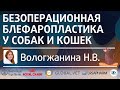 Безоперационная блефаропластика у собак и кошек