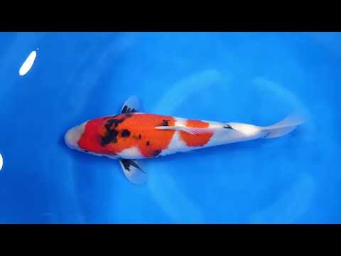 GK-3766 - Showa - Dainichi