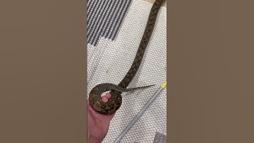 Kayuadi Reticulated Python #shorts #flowers #pets #snake #animals #python #reptiles #viral #crazy