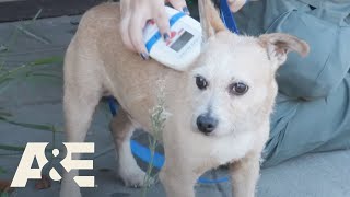 Live Rescue: Top 6 Animal Rescues - Part 2 | A&E