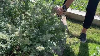 Quick Train: Deadheading Catmint