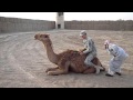 US Army Soldier Rides Camel in Iraq on Army Birthday  2010