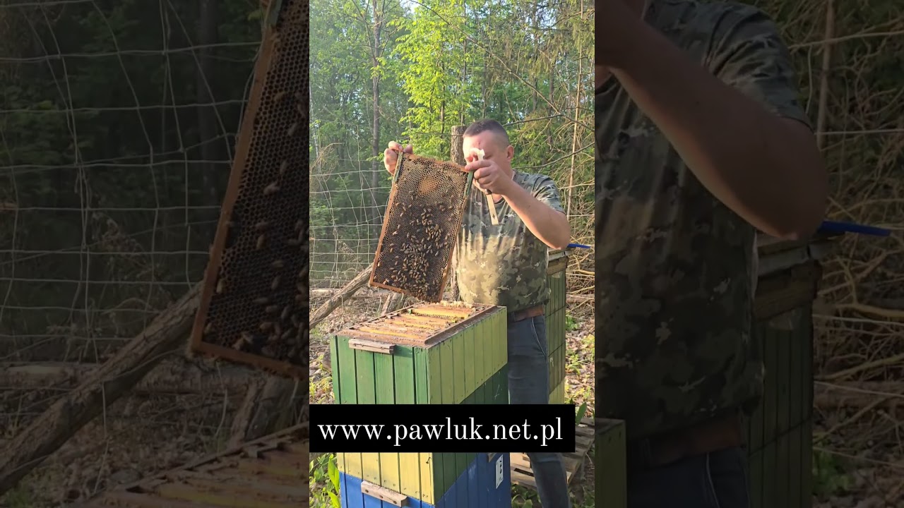 http://www.pawluk.net.pl #matkapszczela #matkipszczele #buckfast  #beekeeping #pszczelarstwo #viral