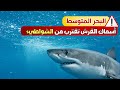 ماذا يحدث في البحر المتوسط اسماك القرش تقترب من البشر 
