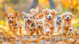 10 Hours Anti Anxiety Music for Dog: TV for Dogs & Videos for Dog to Prevent Boredom With Dog Music