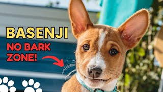 What Is The Only Breed Of Dog That Is Unable To Bark | Basenji by Dog Talks 40 views 3 months ago 2 minutes, 55 seconds