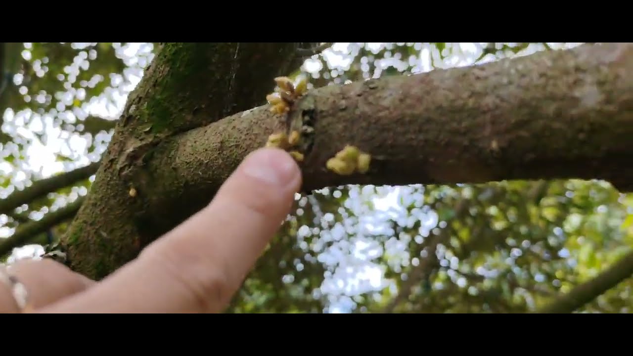Miên Trạng Là Gì, Cách Phá Miên Trạng Trên Cây Sầu Riêng. 