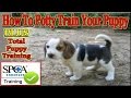 How To Potty Train Your Puppy Cherry Hill NJ ♥♥ 4 EASY Steps ♥♥ Puppy Potty Training +++ How To Potty Train Your Puppy Cherry Hill NJ ♥♥ 4 EASY Steps ♥♥ Puppy Potty Training +++