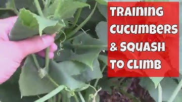 Training Cucumbers or Squash to Climb a Trellis - Trellising 101.