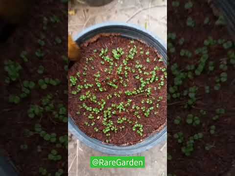 Vídeo: Como plantar sementes de Nemesia: Aprenda sobre a germinação de sementes de Nemesia