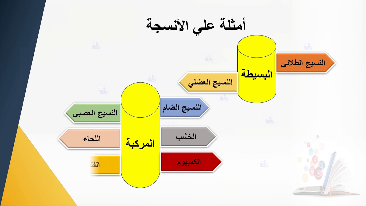 الأنسجة والأعضاء والأجهزة