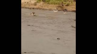 Ngnu crossing Crocodile infested River.Mara River