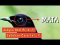 Tips Cara Memilih Burung Murai Batu yang Bagus - YtAnimaLover