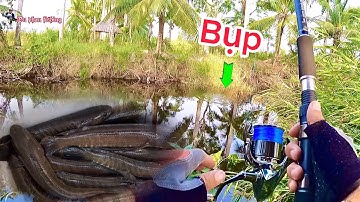 Câu cá Lóc Đen|| ở ven rừng u minh hạ || kênh nước rút cá còn nhiều# Du phan fishing