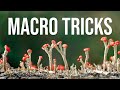 Macro tricks in the forest: Easy lighting, focus and composition tips