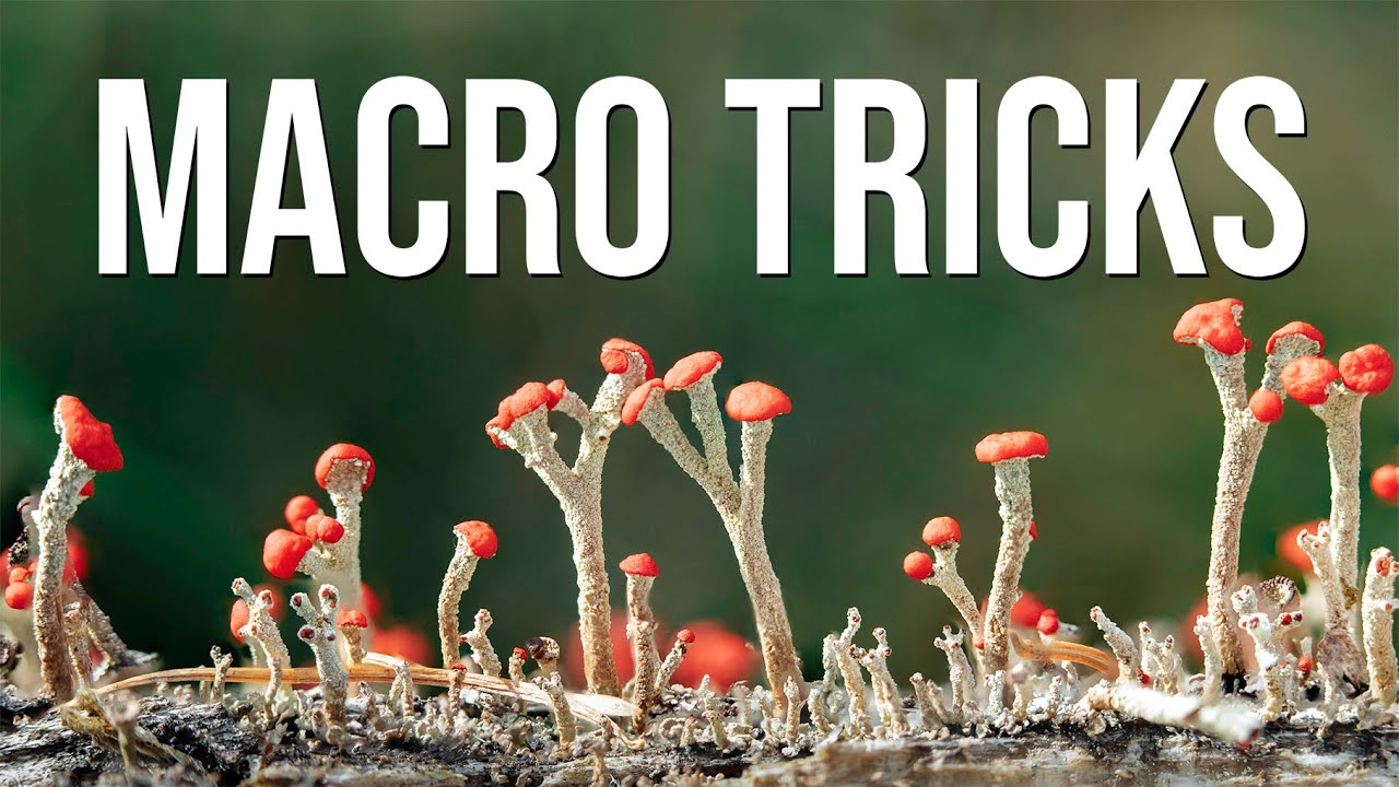 Макроприёмы в лесу: простые советы по освещению, фокусировке и композиции