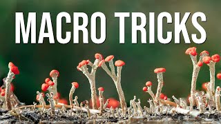 Macro tricks in the forest: Easy lighting, focus and composition tips