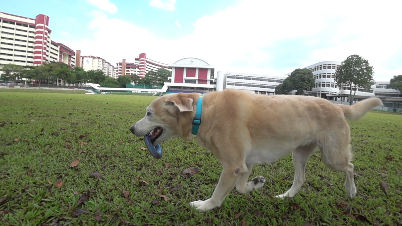 LABTest KONG Zinger Dog Toy YouTube