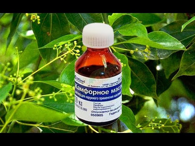 Камфорное масло - натуральный препарат