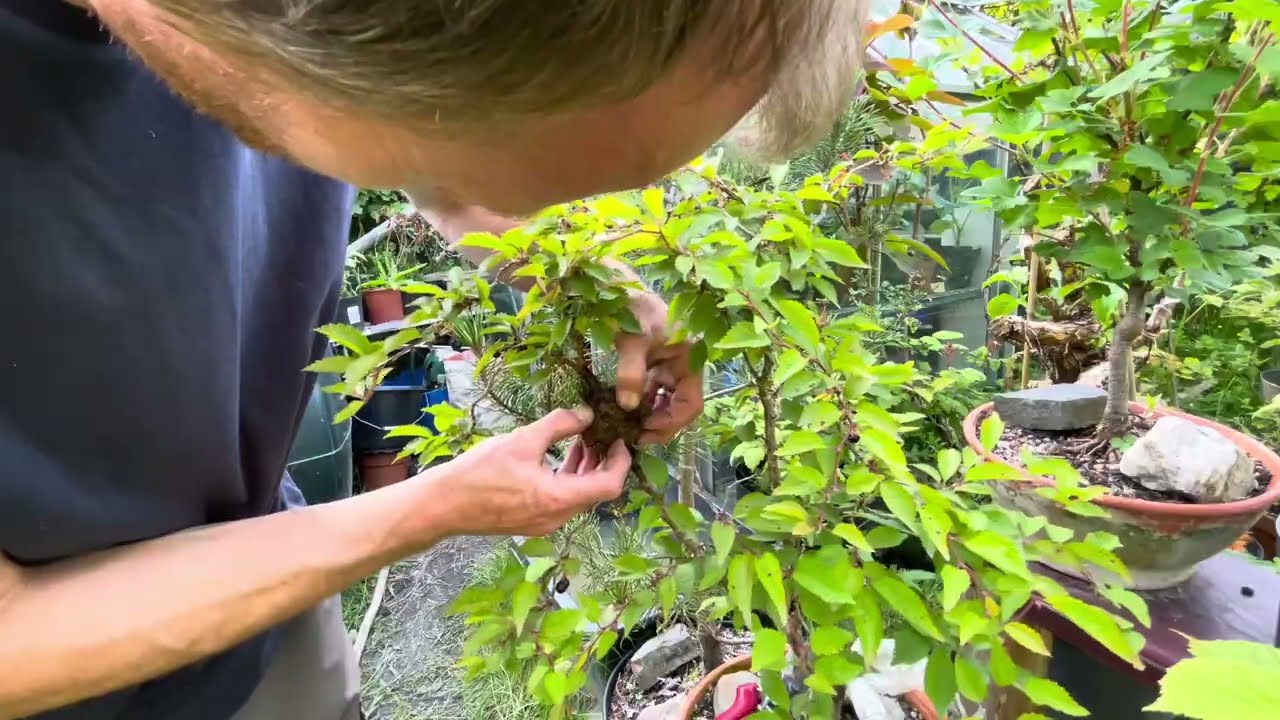Propagating my Flowering Fuji Cherry Tree | Cuttings & Airlayer