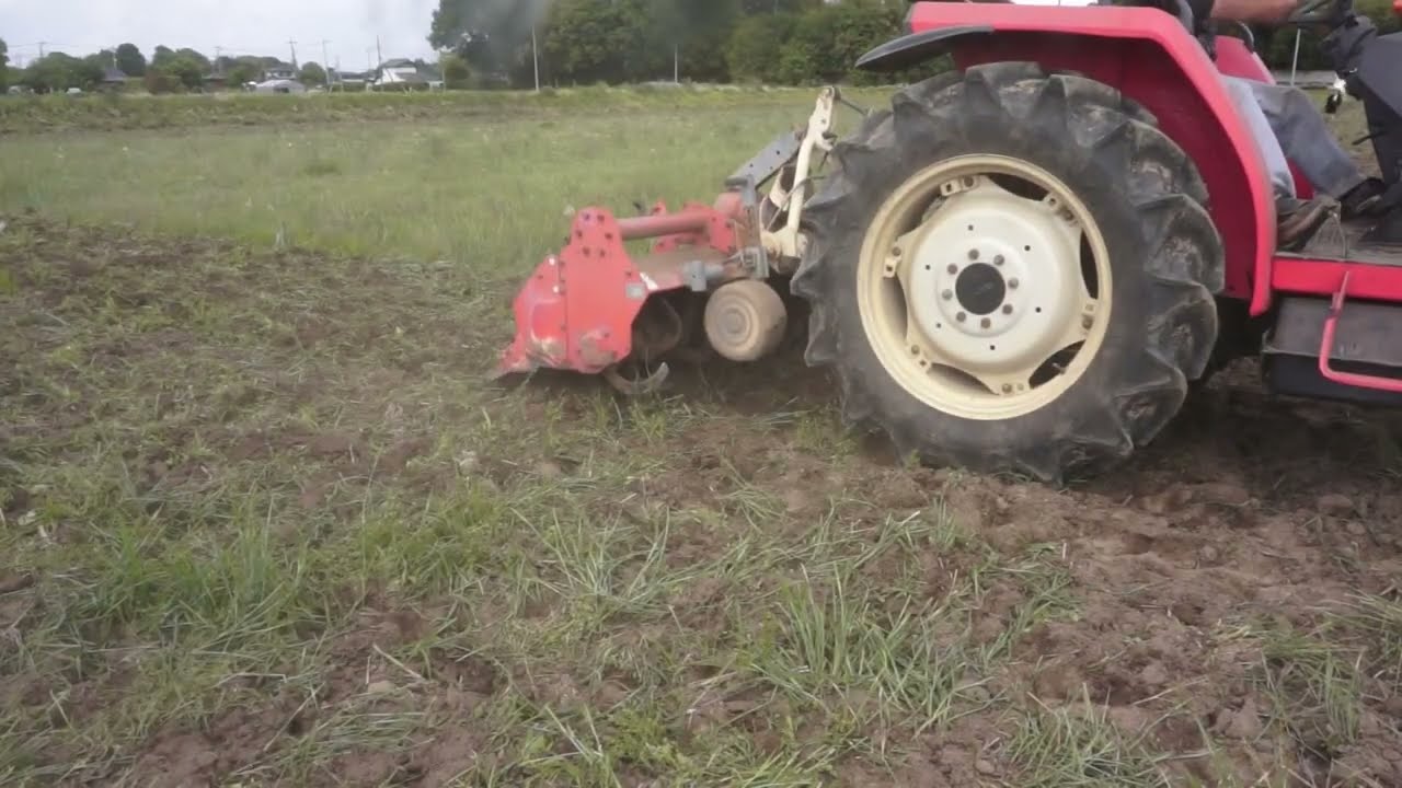 Rice paddy, incorporating sparrow's gun weed, Day 3, May 14th