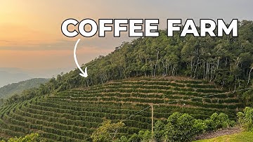Where Does Coffee Come From? Coffee Farming, Processing & Pricing Explained!