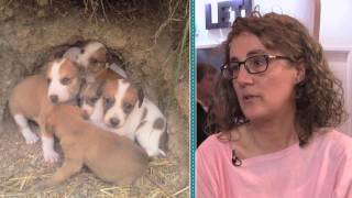 Mascotendencia Solidaria