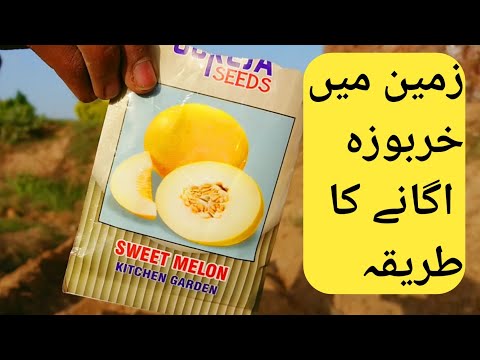 Melon | Khrboza | how to grow melon in khet (کھیت) | زمین میں خربوزے کیسے اگائیں | by ahmad javed