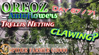 Autoflowers / Oreoz: Trellis Netting / Clawing & How To Treat It / Spider Farmer G3000 LED Bar Light