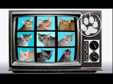 Video: Ocicat