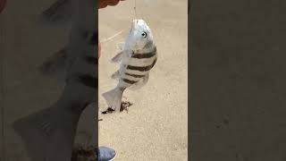 Pescando En La Boca Del Ro fishing sheephead pesca pescadeorilla surffishing shorts beach