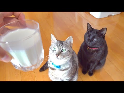 ミルクが一瞬で消える手品を猫に見せたらまさかの展開に。。