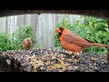 Backyard Cardinals at the Seed Buffet - 10 Hours - July 11, 2021