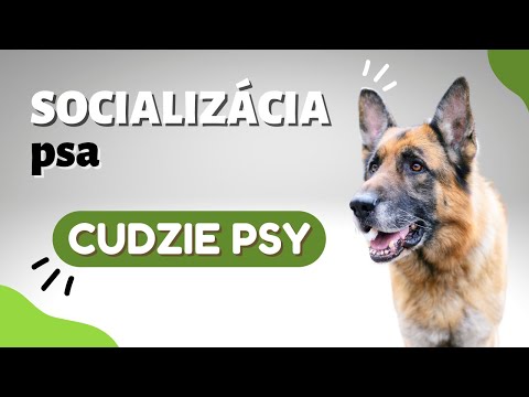 Video: Nežiaduce účinky inzulínu u psov