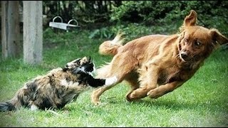 Funny animal reaction. Cute dog & angry cat moments #2