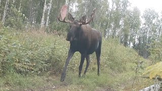 Alaska Cam Moose, Foxes September 15, 2023