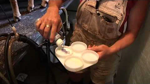 Northland Sheep Dairy - Milking