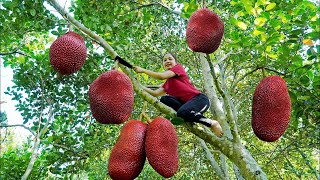 Harvest Red Giant Ripe Jack Fruit Goes To The Market Sell, Cook Jackfruit Sticky Rice