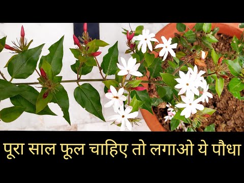 जूही प्लांट की देखभाल, jasmine plant care n fertilizer