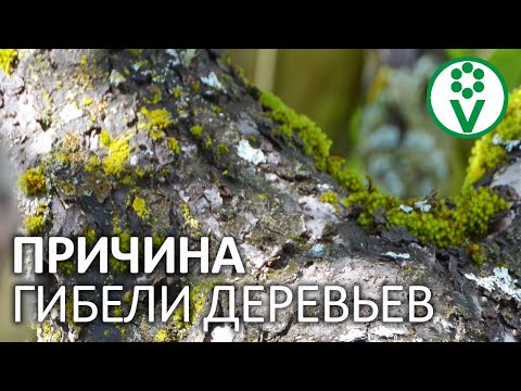 ЭТО УБИВАЕТ ЯБЛОНИ И ГРУШИ! Как убрать мхи и лишайники, не повредив деревья?