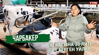 картинка: Суткасына 30 литр сүт берген уйлар // Чарбакер //11.01.25