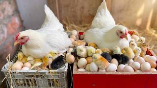Beyond the Coop: Managing Our Rainbow Chicken Flock in the Early Sun | Authentic Farm Life