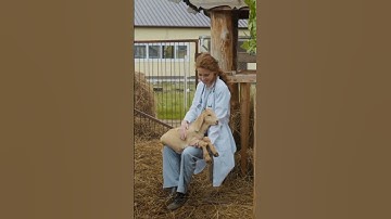 iv injection in goat /iv بکری میں انجیکشن#veterinarypractices #shorts