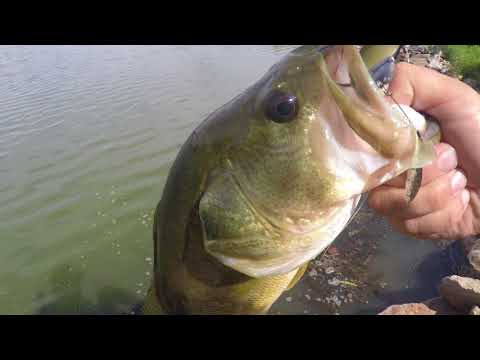 Bass Fishing Farm Pond with the Biggest Hook from Cabelas 