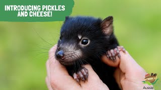 INTRODUCING PICKLES & CHEESE!