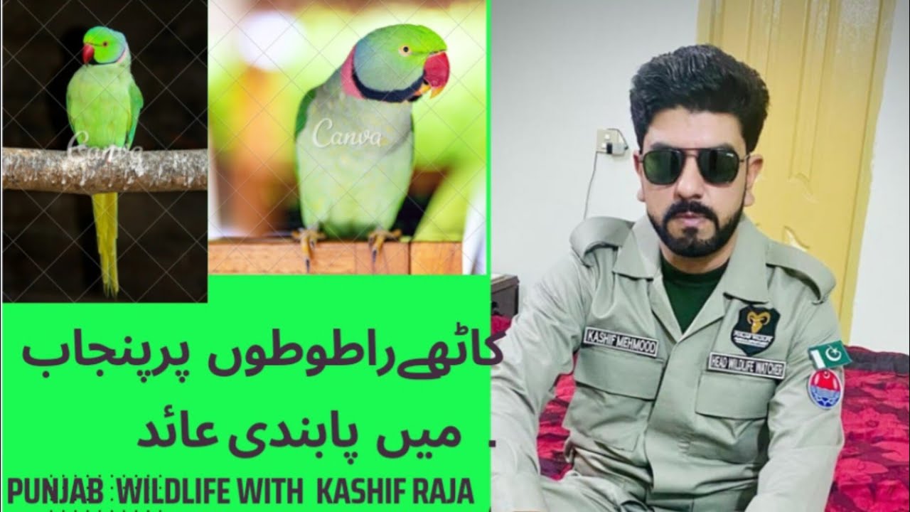 𝗜𝗻𝗳𝗼𝗿𝗺𝗮𝘁𝗶𝗼𝗻 𝗮𝗯𝗼𝘂𝘁 𝗥𝗶𝗻𝗴 𝗻𝗲𝗰𝗸𝗲𝗱 𝗽𝗮𝗿𝗿𝗼𝘁𝘀 𝗶𝗻 𝗽𝘂𝗻𝗷𝗮𝗯 & 𝗜𝘀𝗹𝗮𝗺𝗮𝗯𝗮𝗱